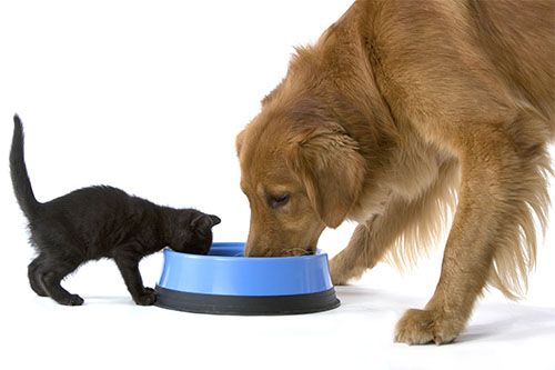 Image of a dog and cat eating out of the same food bowl
